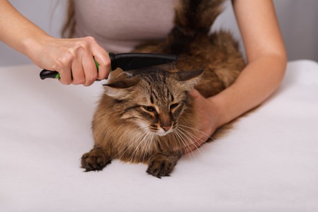 Tabby cat lying and enjoying being cleaned and combed. Combing the furry grey striped cat. The concept of pet care.の写真素材