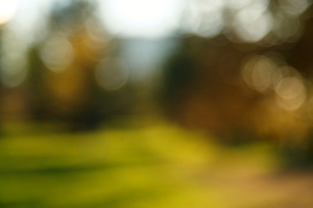 Abstract blurred nature background. Forest trees, Sunny day, sun glare, bokeh. Defocused backdrop for your design.の写真素材