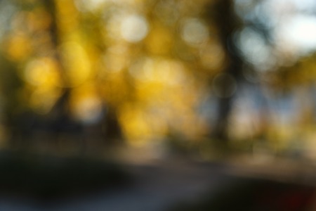 Abstract blurred nature background. Forest trees, Sunny day, sun glare, bokeh. Defocused backdrop for your design.の写真素材