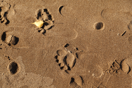 Human footprints in the sand on the beach, texture background.の写真素材