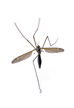 Tiger mosquitoの写真素材