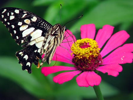 butterfly on a flowerの写真素材