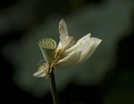 water lilyの写真素材