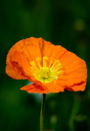 Poppy flowerの写真素材