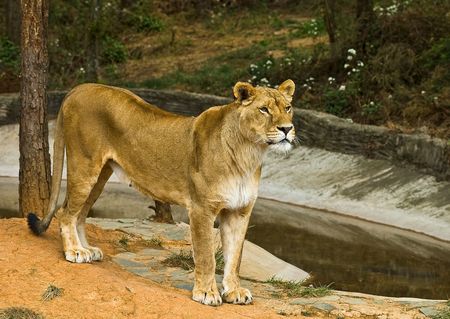 Lion Zoo in the wildの写真素材