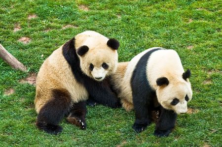 Pandaの写真素材