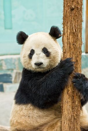 Giant Pandas in the wild zooの写真素材