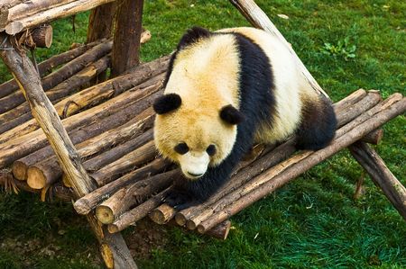 Giant Pandas in the wild zooの写真素材