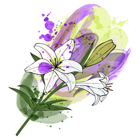 A bouquet of white lily flowers hand-painted on a watercolor background.のイラスト素材