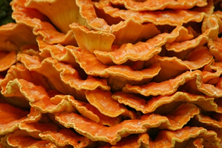 pumpkin orange fungusの写真素材
