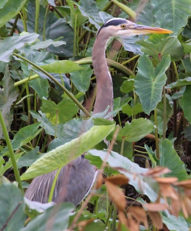 Great Blue Heronの写真素材