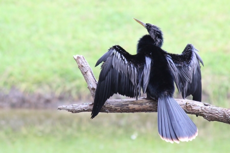 Black Cormorant with Wings Spreadの写真素材