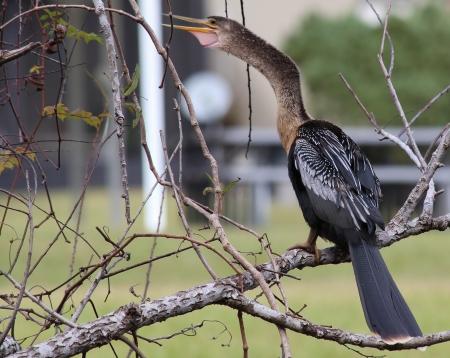 Croaking Cormorant
