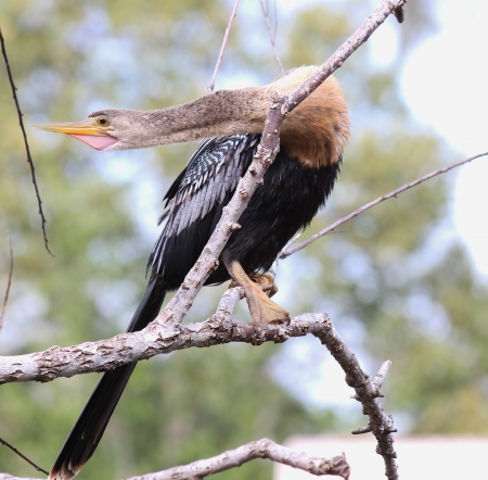 Crooked Neck Cormorant