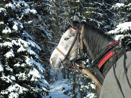 Horse against a winter landscapeの写真素材