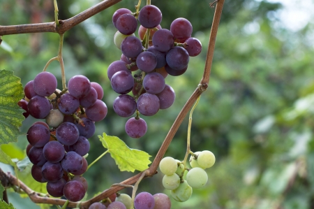 Cluster of purple wine grapes