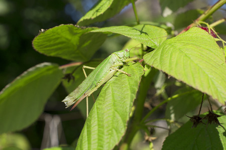 Green locust on green raspberry leafの写真素材