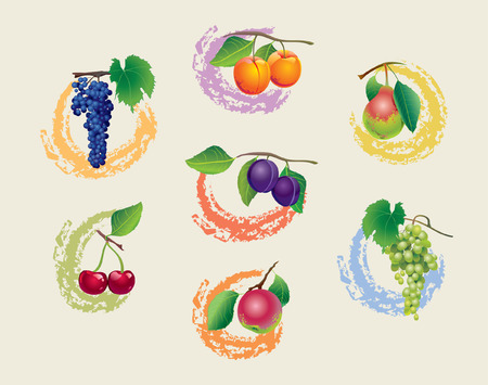 Set of fruits with grapes, apple, pear, cherry, apricots and plumsのイラスト素材