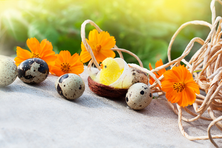 Easter eggs, chicken and flowers on open-airの写真素材