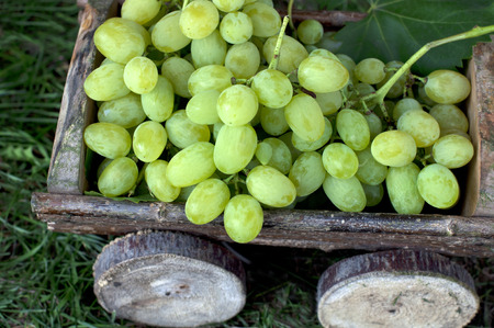 Big clusters of ripe green grapes in a wooden cartの写真素材
