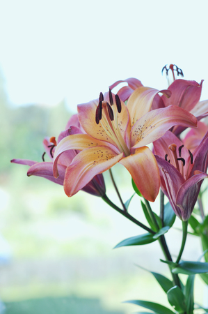 The fine blossoming pink lily on a light backgroundの写真素材