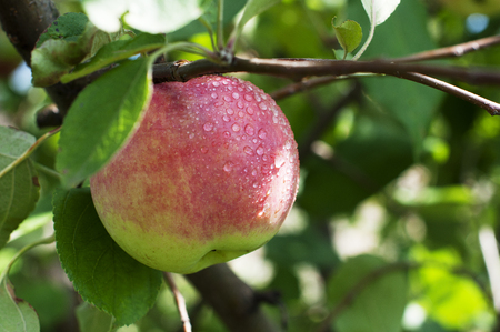 Ripe apple on a branch in a gardenの写真素材