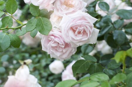 Gently pink beautiful roses. Roses bushの写真素材