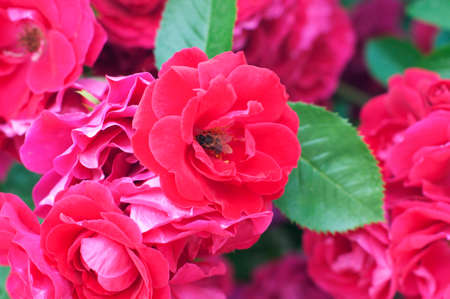 Pink beautiful roses. Roses roses with beeの写真素材