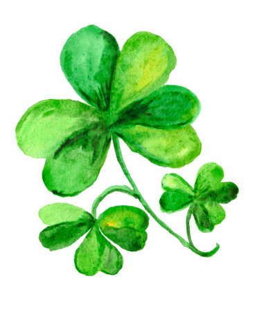 Green clover painted of watercolor on white paperの写真素材