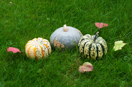 Multicolored pumpkins with walnuts, an apple, a red candle and autumn leaves on a wooden background. Autumn harvest of pumpkinsの写真素材