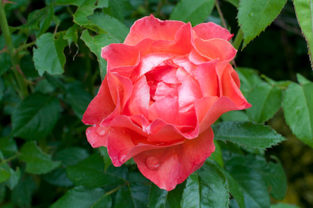 Closeup of a red rose with water drops on the petalsの写真素材