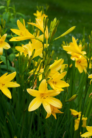 Yellow lilies in the garden on a sunny day close-upの写真素材