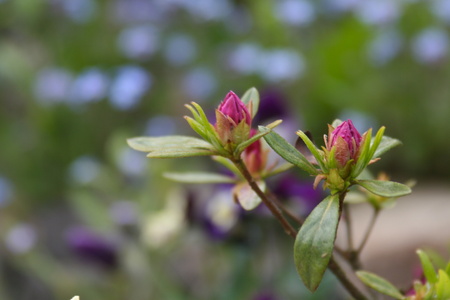 blossomの写真素材