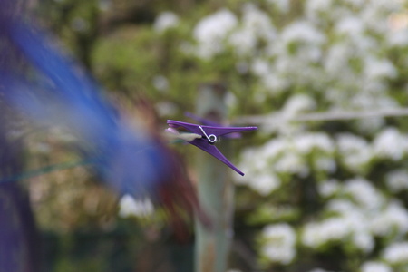 clothes peg