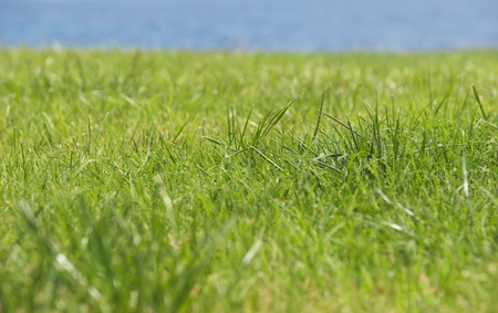 Beautiful green grass and the blue sea on a sunny summer day