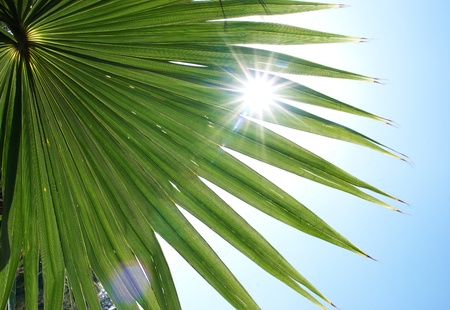 Image of green exotic plant with long leavesの写真素材