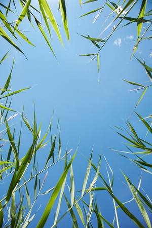 beautiful fresh green grass against the blue sky in view frameの写真素材
