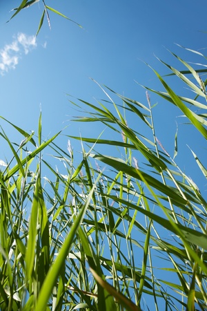 beautiful fresh green grass against the blue sky の写真素材