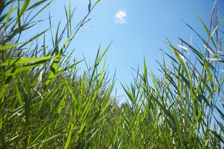 beautiful fresh green grass against the blue sky の写真素材