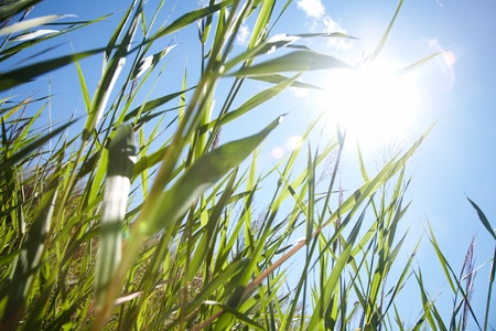 beautiful green grass against the blue sky and bright sunの写真素材