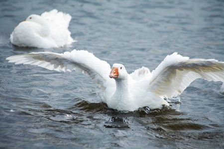 goose in water. flying up の写真素材