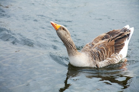 Big grey goose in water. Attack and hiss.の写真素材
