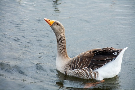Big grey goose in water. の写真素材
