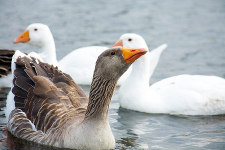 gaggle in water. outdoorsの写真素材