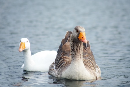 couple of geese in water. outdoorsの写真素材