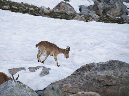 Caucasian Kuban tour. Genus of mountain goats. Still it is called by the Caucasian mountain goat, the Caucasian tour.の写真素材