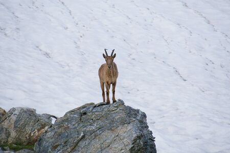 Caucasian Kuban tour. Genus of mountain goats. Still it is called by the Caucasian mountain goat, the Caucasian tour. の写真素材