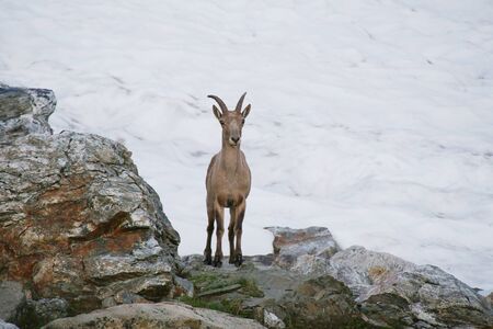 Caucasian Kuban tour. Genus of mountain goats. Still it is called by the Caucasian mountain goat, the Caucasian tour. の写真素材