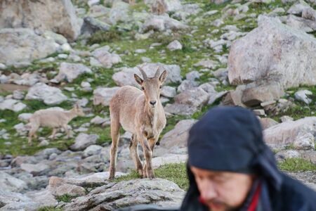 Caucasian Kuban tour. Genus of mountain goats. Still it is called by the Caucasian mountain goat, the Caucasian tour. の写真素材