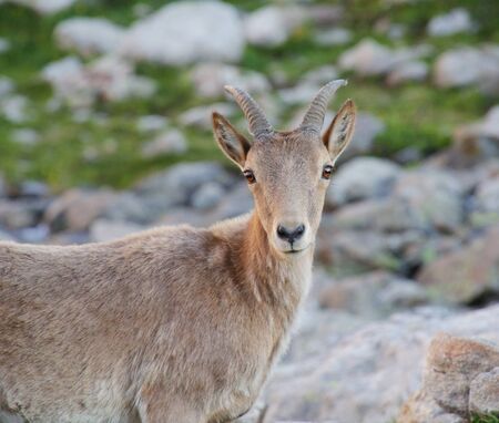 Caucasian Kuban tour. Genus of mountain goats. Still it is called by the Caucasian mountain goat, the Caucasian tour. の写真素材